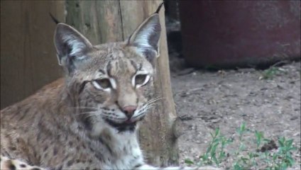 zoo d' Amneville - LYNX
