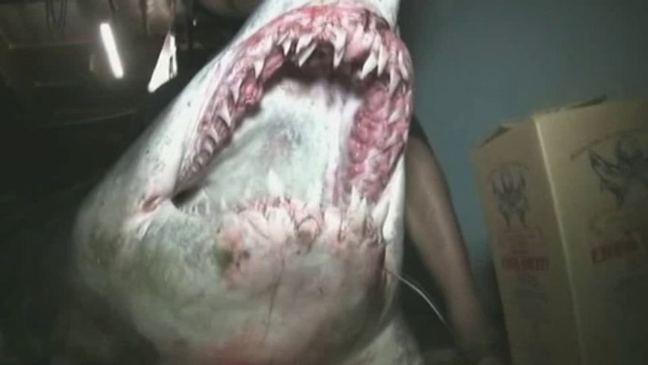 Record-breaking shark hooked