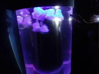 Meduses
