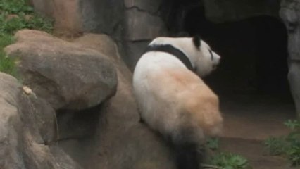 Rare birth of twin panda cubs