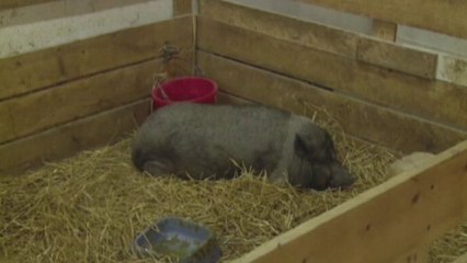 Pot belly pig is oldest on record