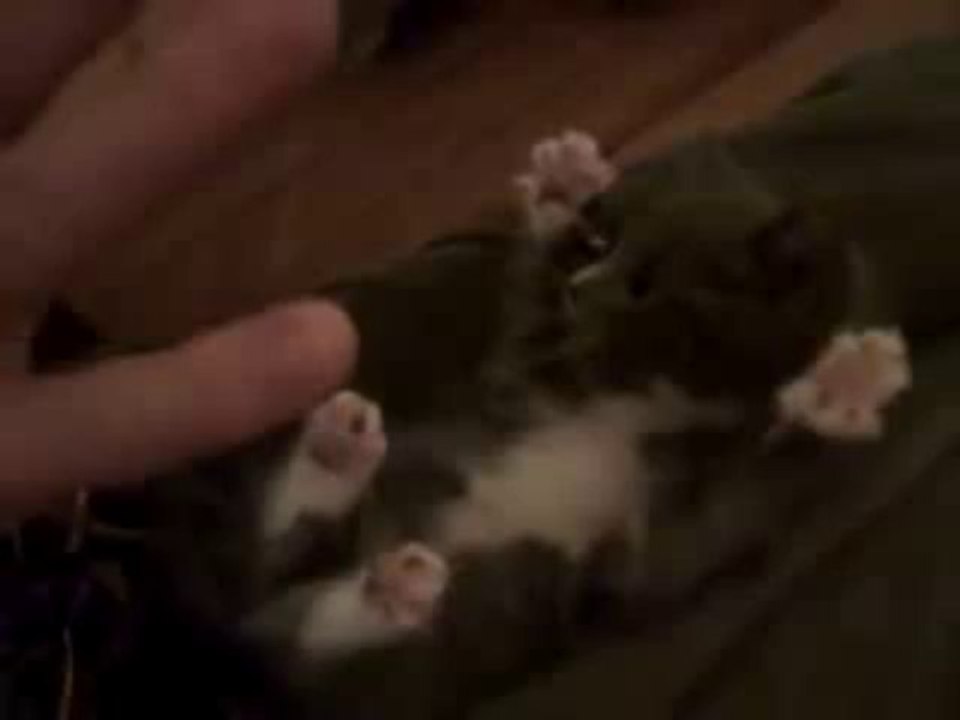 Gatito super cuchi