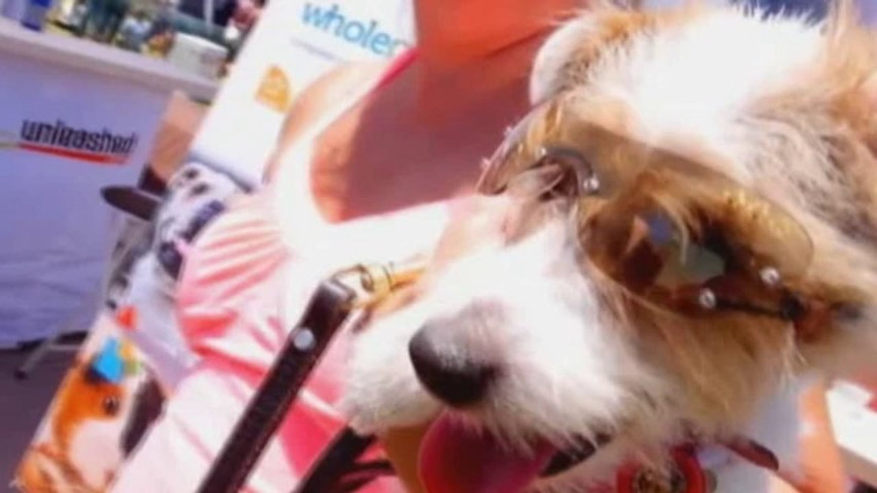 Surf pups compete in LA