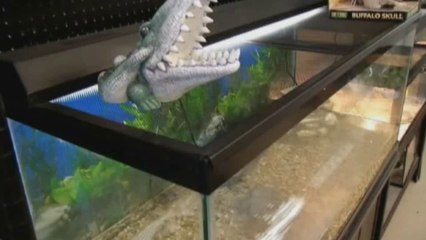 Man steals alligator under T-shirt