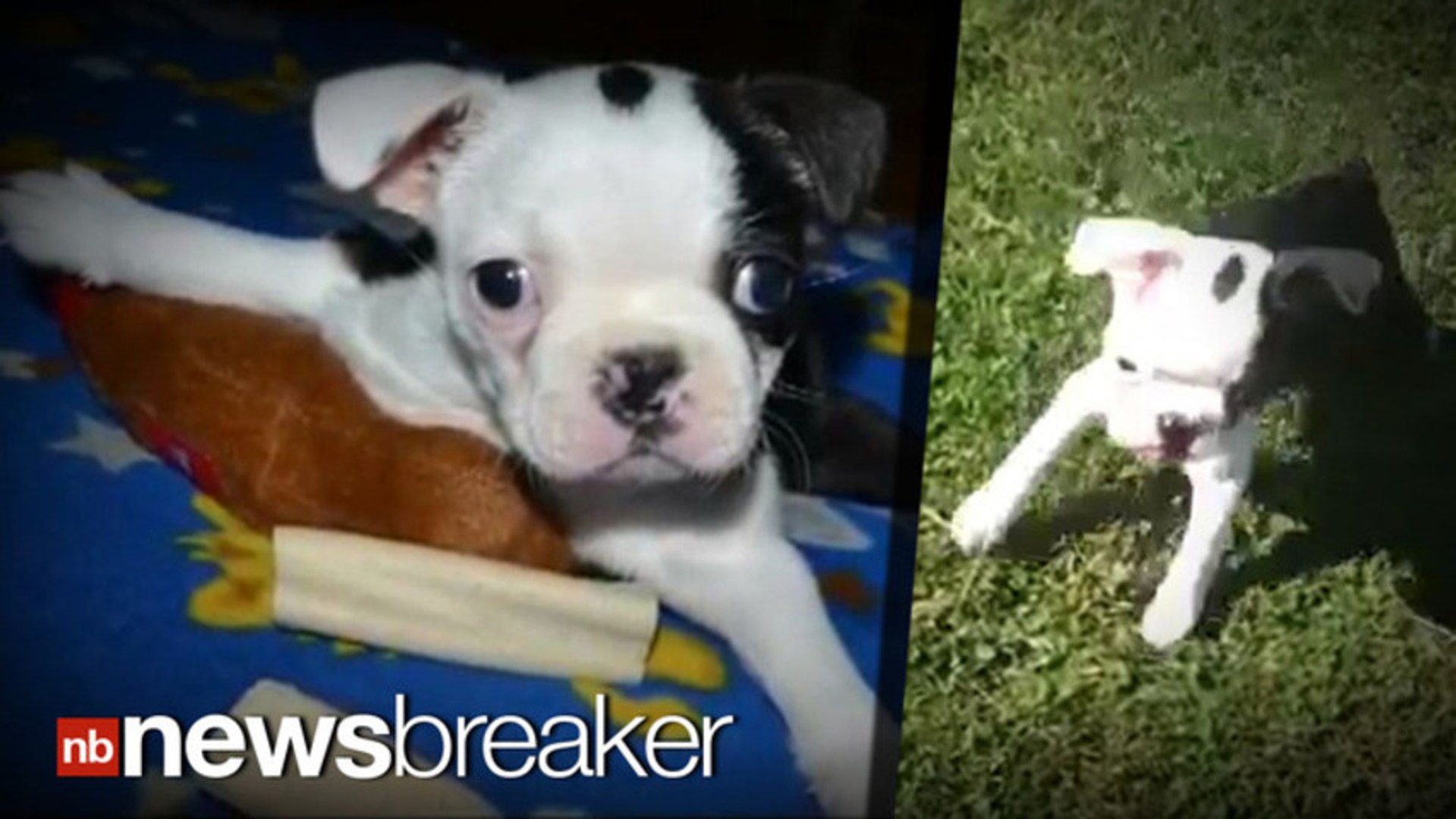 ⁣TEARJERKER: Puppy With Birth Defect Learns to Walk