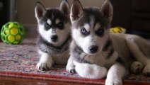 Siberian Husky And Puppies