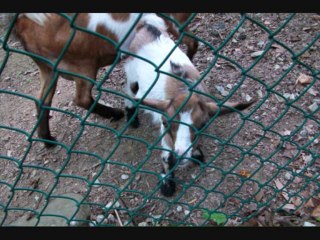 Land of Little Horses