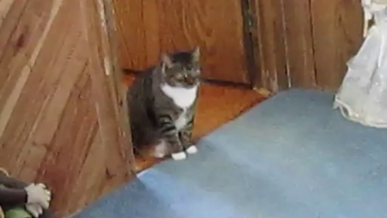 Misty is Shy