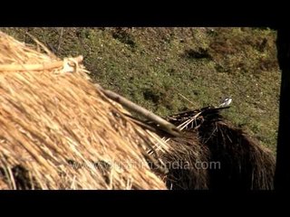 Uttarakhand-hdv-756