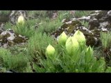 State flower of Uttarakhand : Brahmakamal!