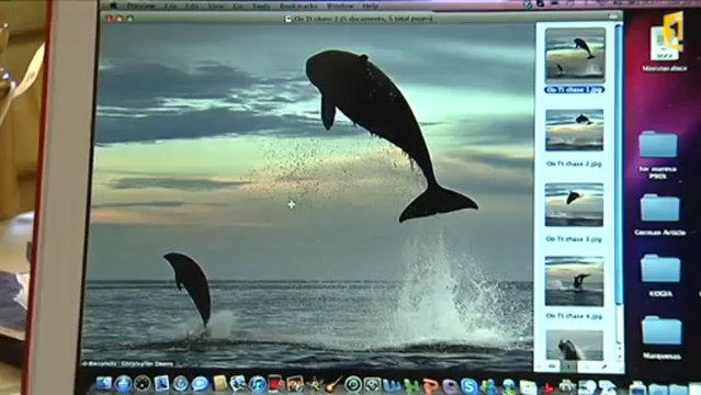 Des orques entre tahiti et Moorea : avis de spécialiste