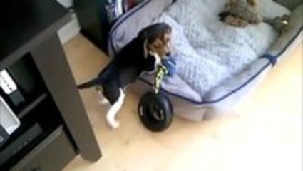 Puppy Problems 🐶: When Life Gets Tough