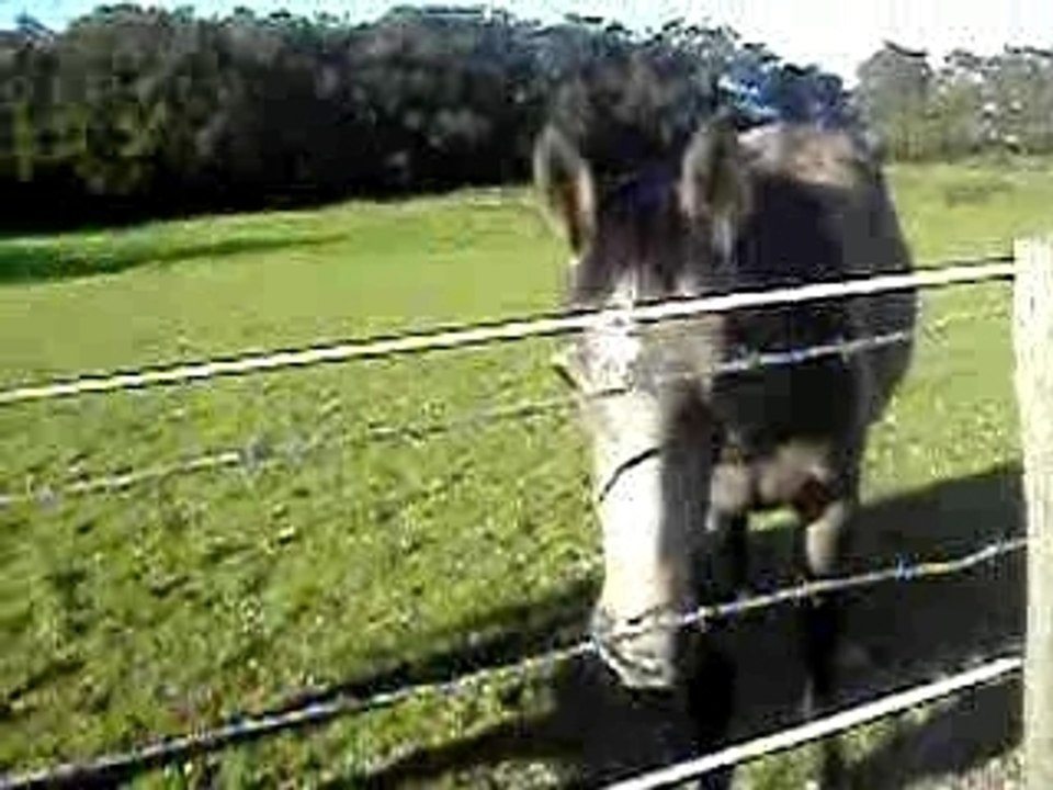 Le cheval et son poulain