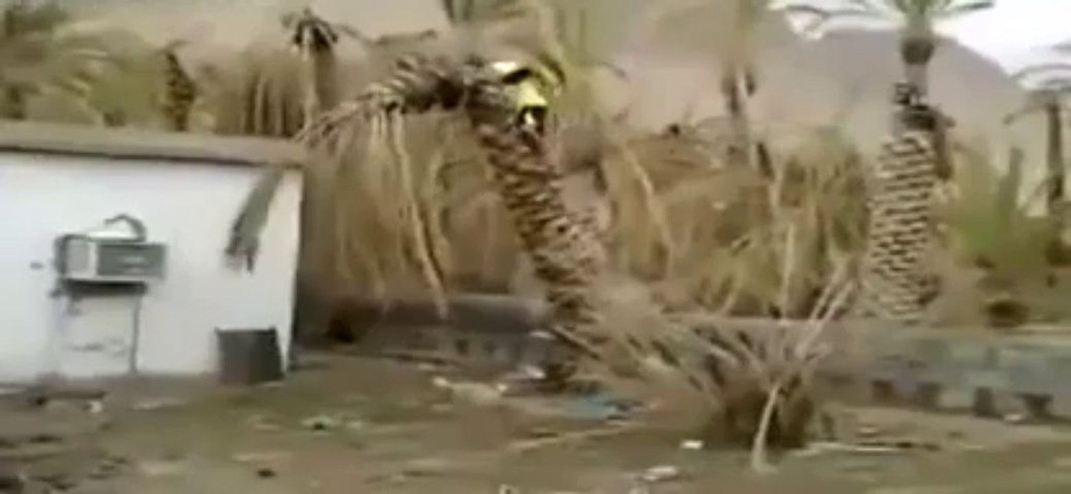 Un homme déracine un palmier et se casse la gueule! Gros débile!