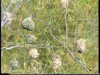 Saint Gilles (Radha Jaganathanen)