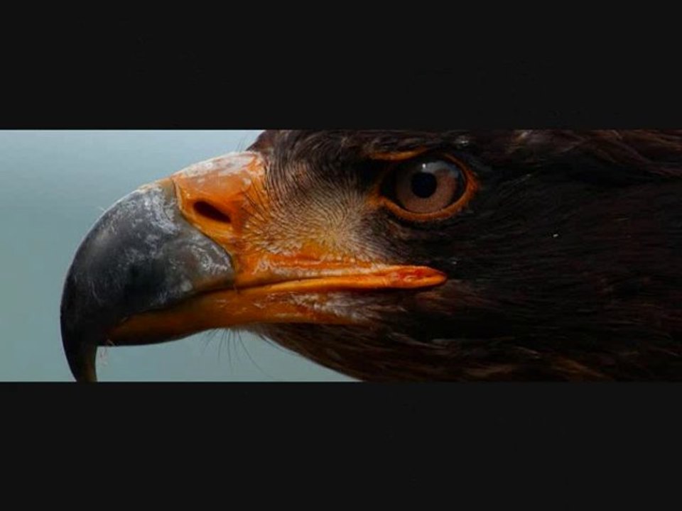 AIGLE LOVE