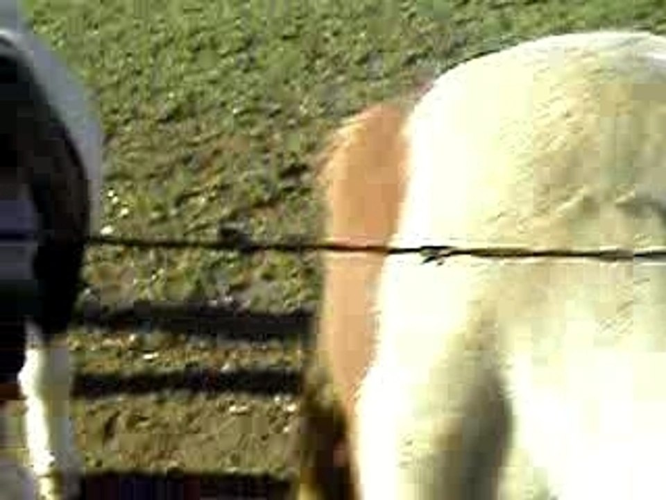 La course des poneys