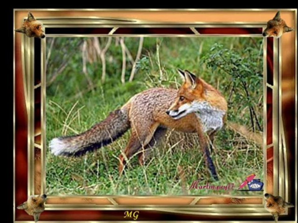 renard_0001