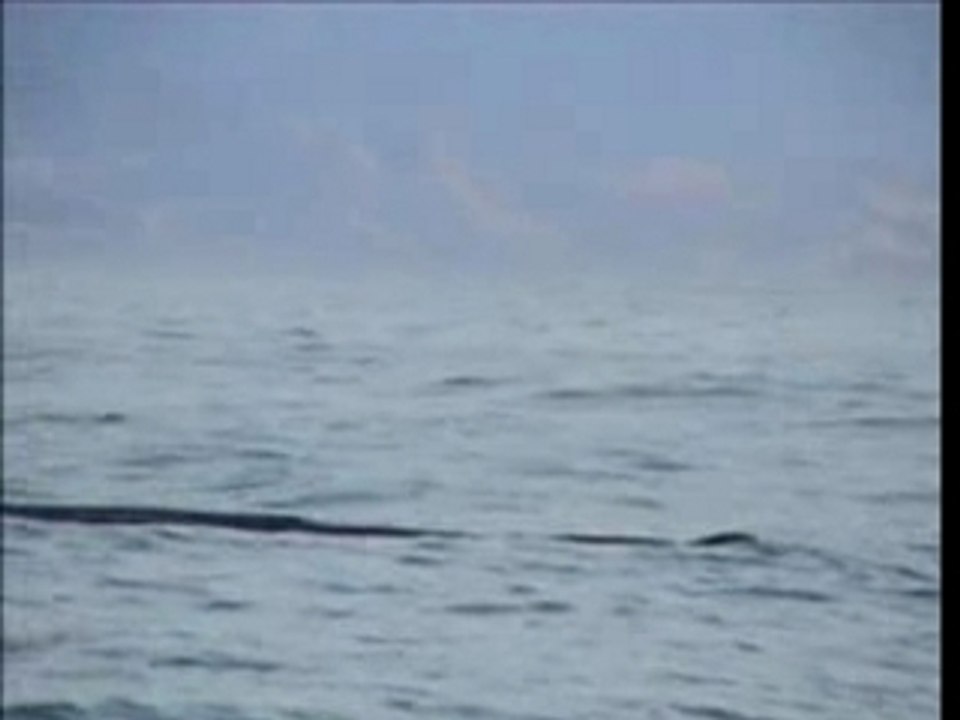 Wild Wild whales