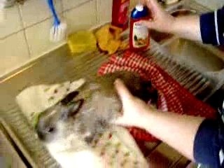 Lulu lapinou se sèche