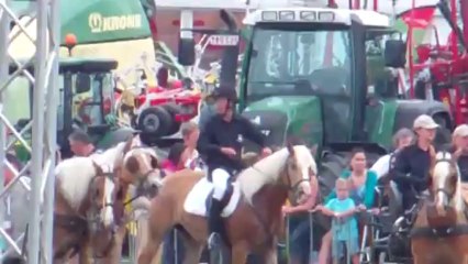 Show haflinger Libramont 2013