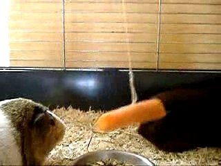 cochons d'inde