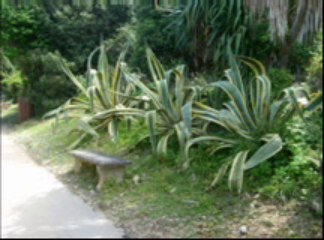 île sainte marguerite