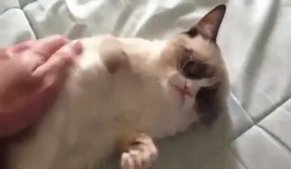 le chat qui sourit