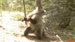 Bears Captured on Camera 'Twerking' in National Park
