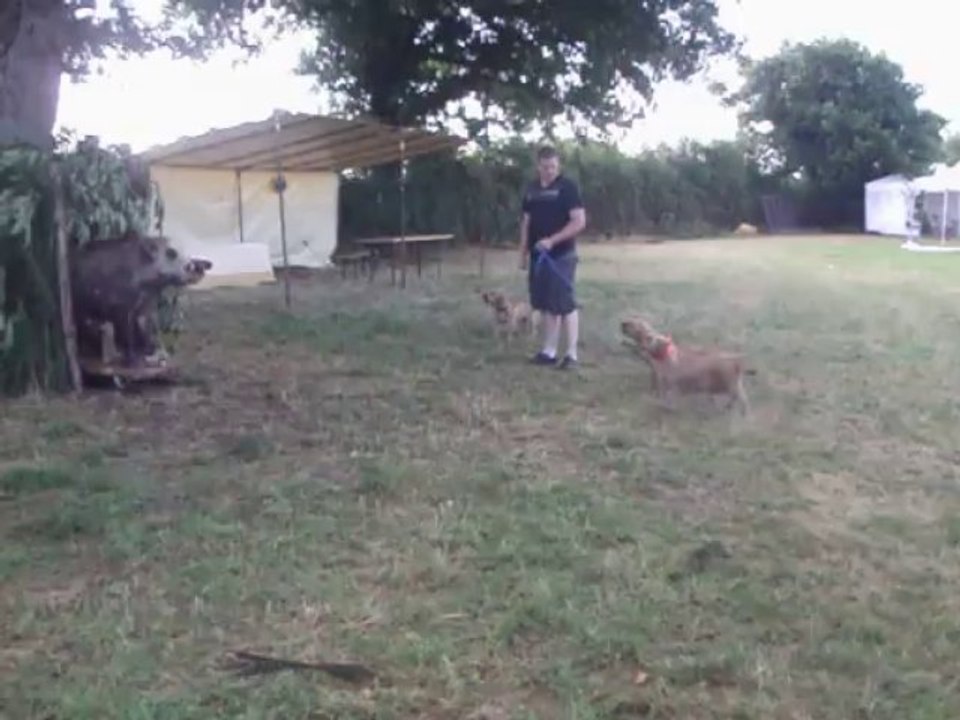 sanglier au ferme (faut sanglier)