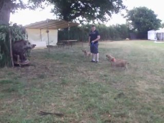 sanglier au ferme (faut sanglier)