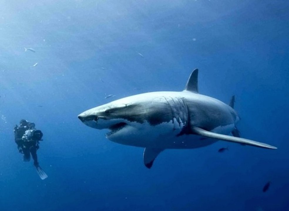 Return of Jaws - Shark Week 2013