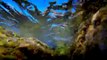 Aquatic time lapse Chronophotographie sous l'eau Underwater Timelapse By le Sergent Corsica Corse