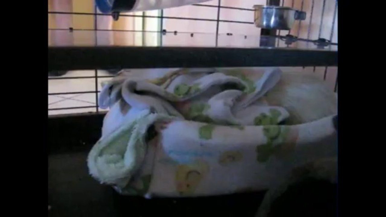 Floyd, Donut et les dodos