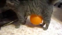 Chat VS ballon électrostatique - Le ballon reste collé à lui!