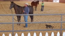 Crazy Cat Attacks Horse - So funny!