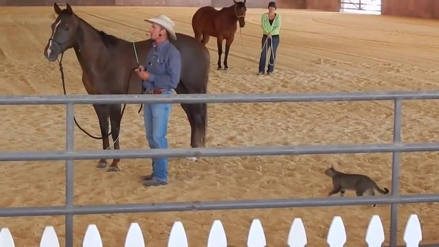 Un Chat fou attaque un Cheval. Tellement drôle!