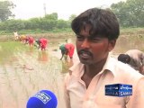 Rice Cultivation in Pakistan
