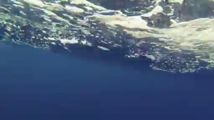 Des orques escortent un bateau de pêche près de Tahiti