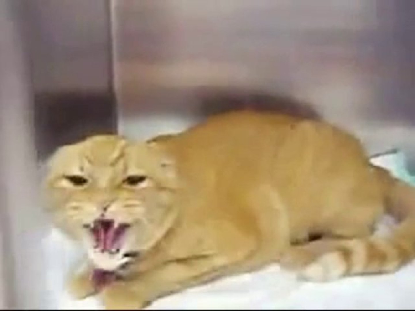 Angry Cat Sounds - video Dailymotion