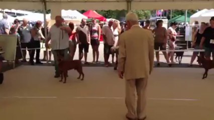 ThaiRidgeBack BOB Ludwigshafen 2013