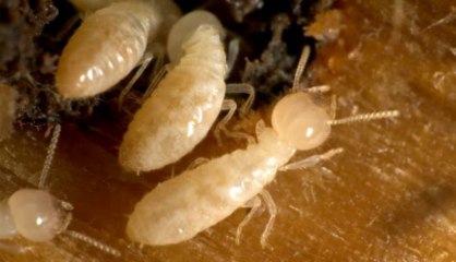 Best Pest Control Service in Decatur, TX