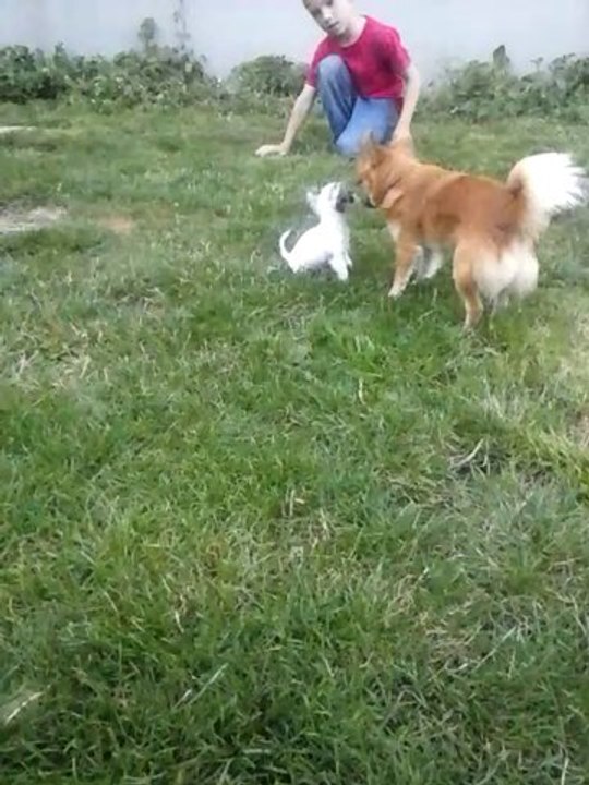 Vicky - chihuahua miniature avec sa maman et sa soeur de 8 mois