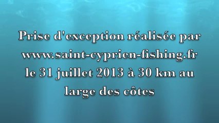Rencontre avec le Diable des mers "la raie Mobula Mobular"