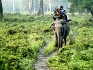 Enjoy an Elephant Safari in Jaldapara Wildlife Sanctuary