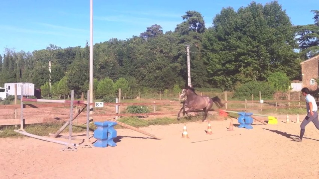 Kaschmira 3ans Par Clinton mere par Nagano par Lux Z