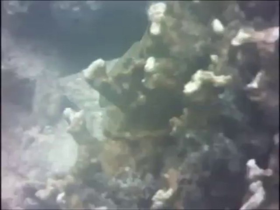 Snorkeling FB