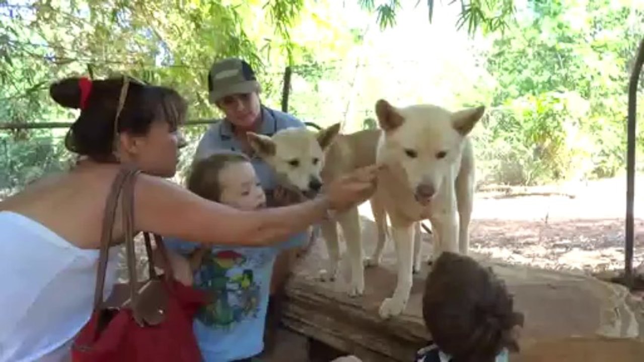 Les dingos du Wilderness Park de Broome