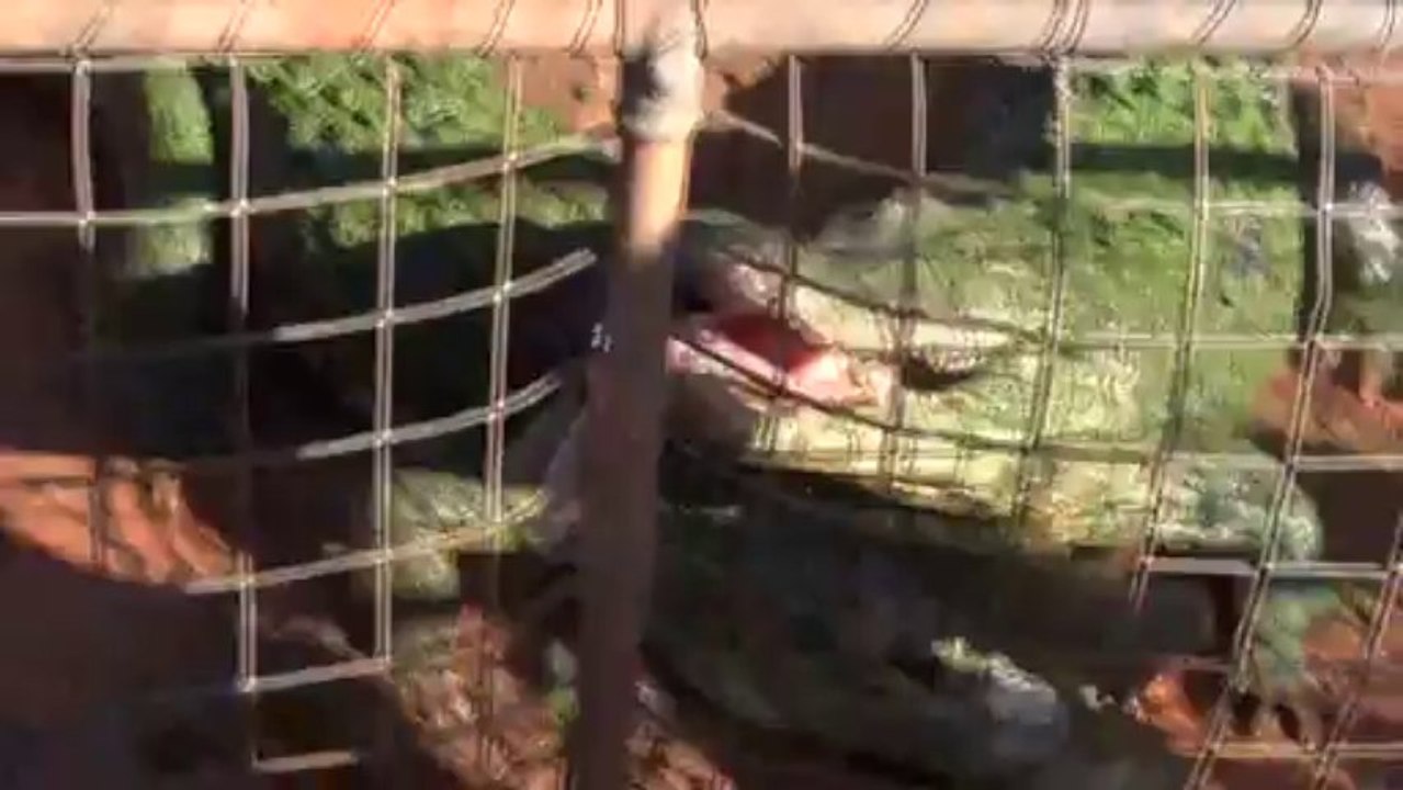 Crocodiles du Wilderness Park de Broome