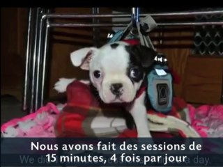 Mick, le petit chiot miraculé